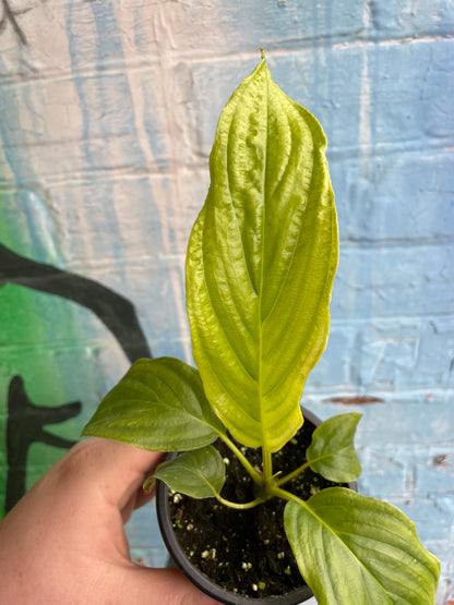 3.5" Tacca Integrifolia White Bat Flower