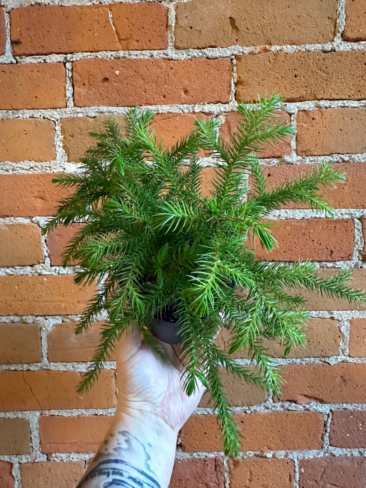 4" Norfolk Pine