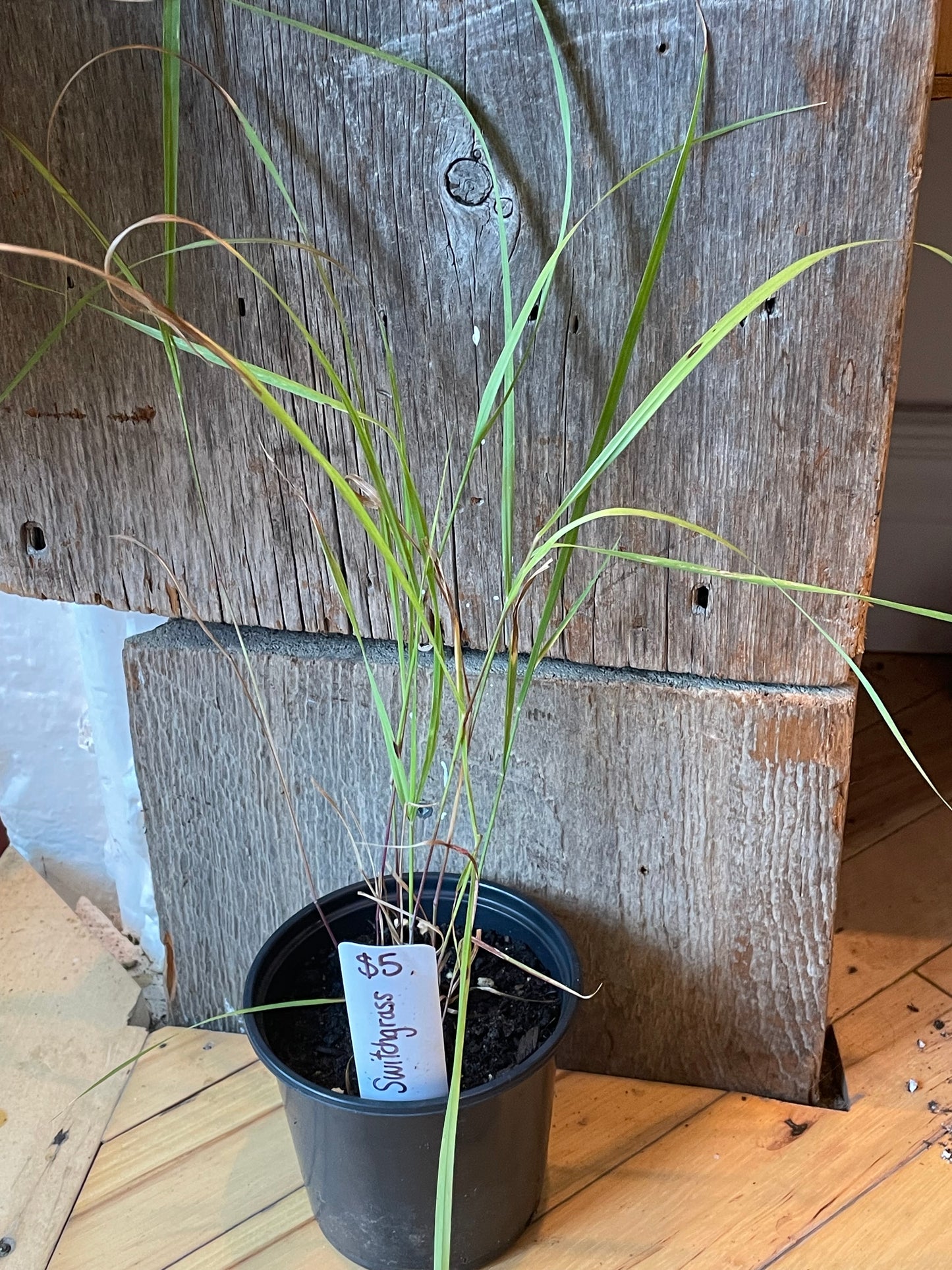 4" Switchgrass | Panicum Virgatum