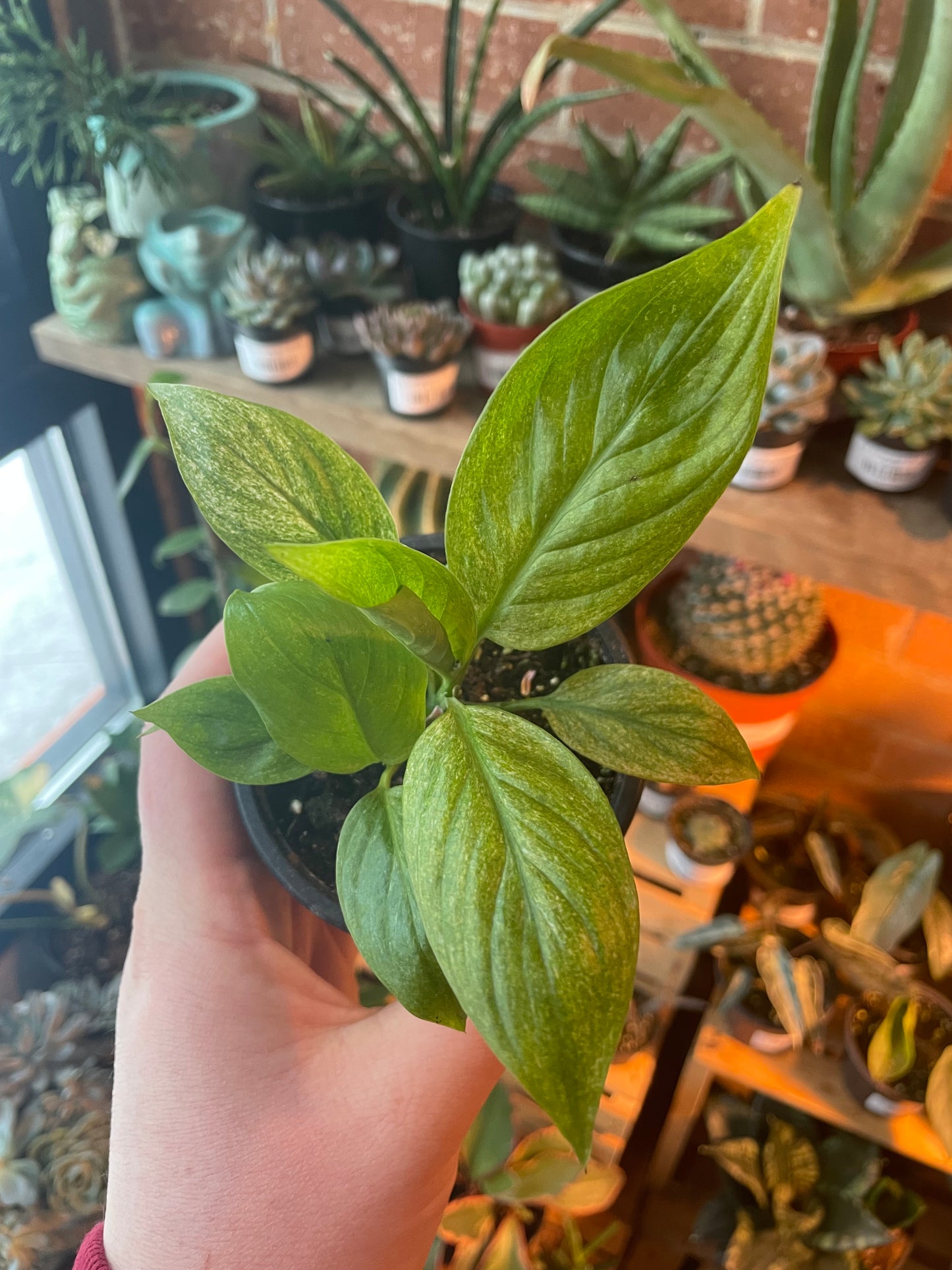 3.5" Spathiphyllum Mojo Variegated