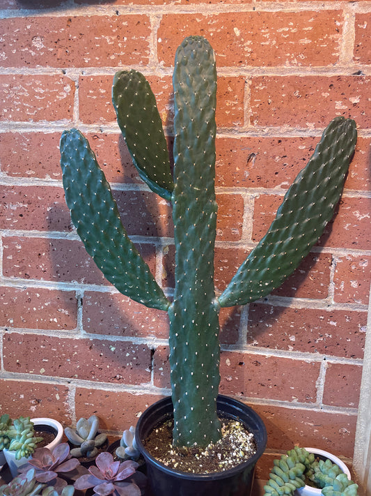 6" Cartoon Cactus | Consolea Rubescens