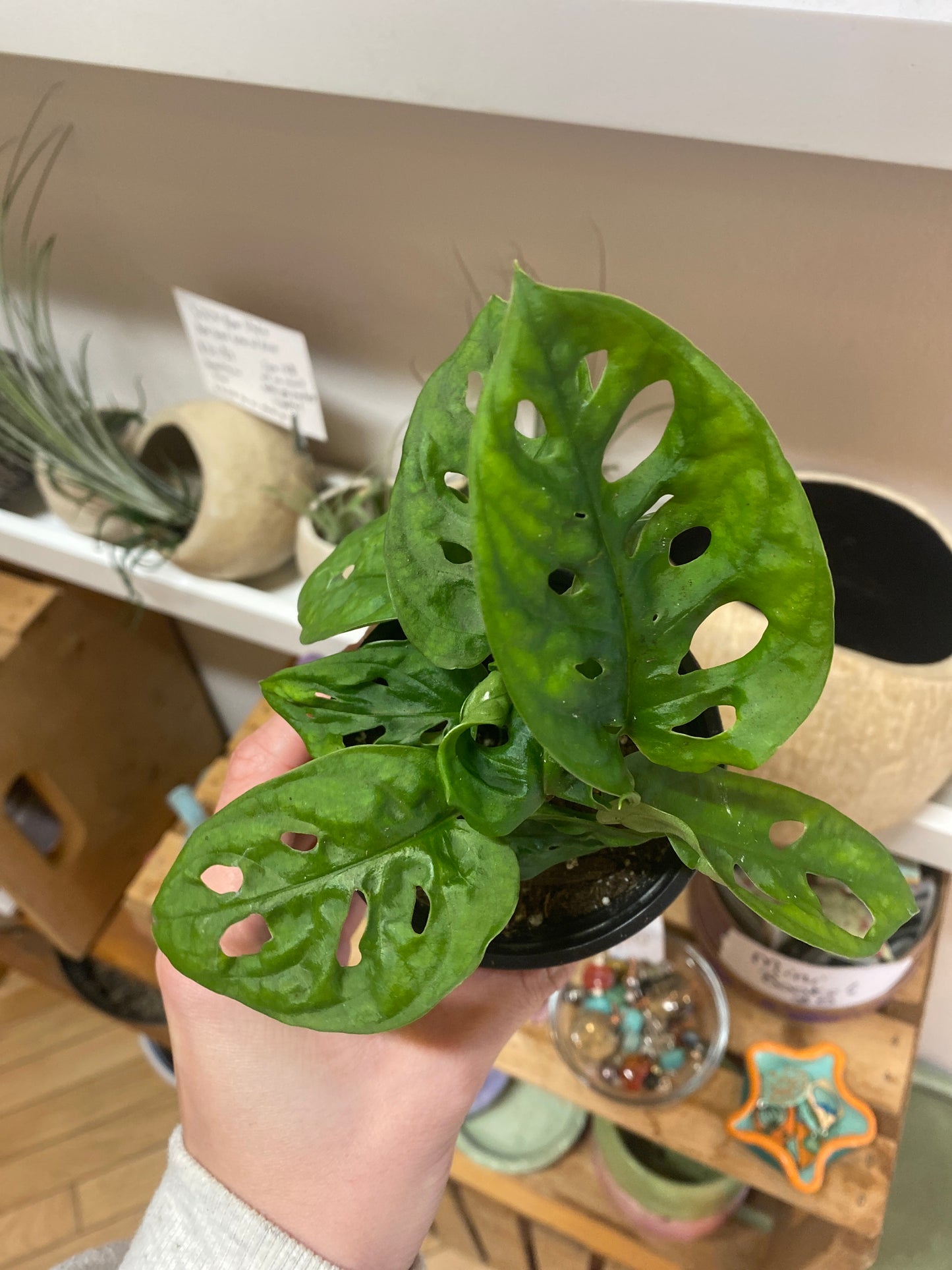 3.5” Monstera Adansonii