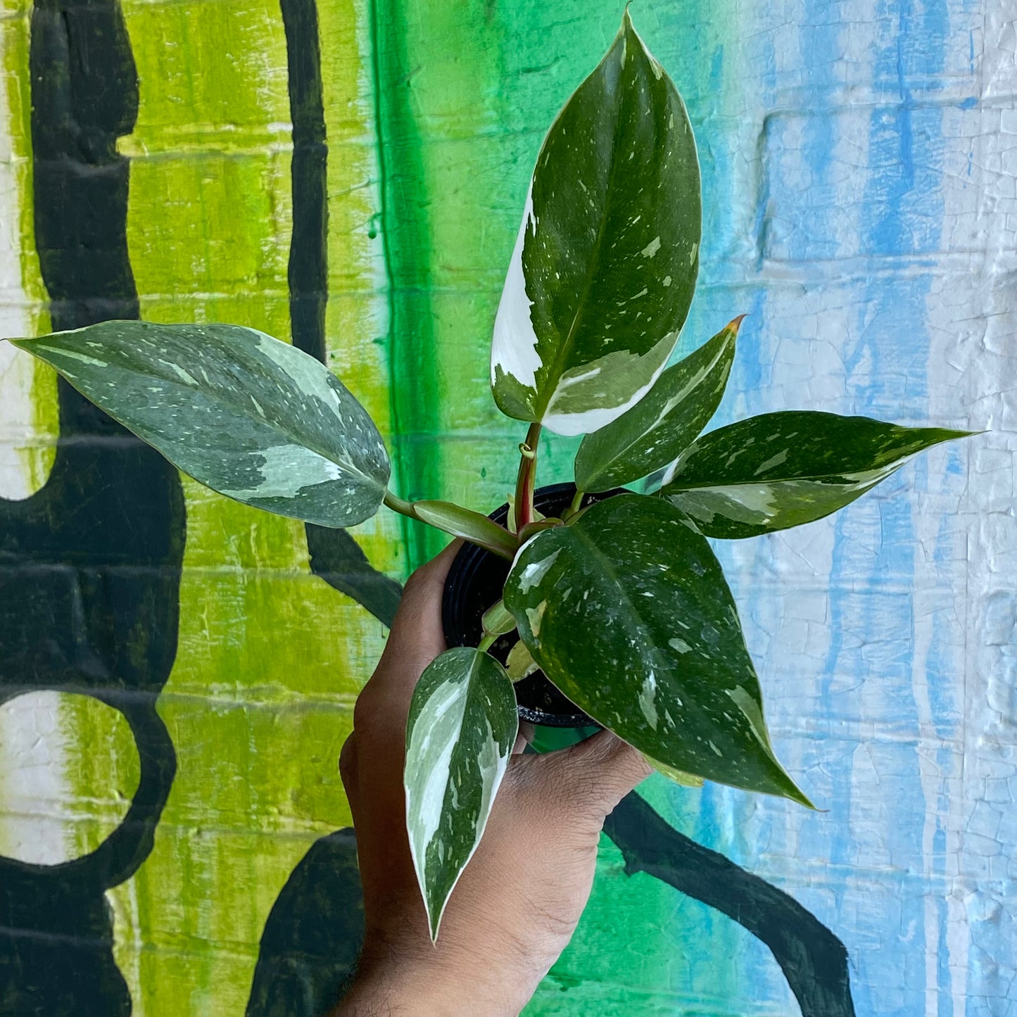4" Philodendron White Princess