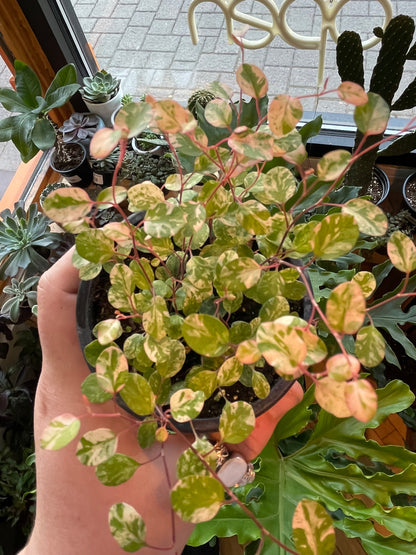 3.5" Wire Vine Variegated | Muehlenbeckia Axillaris Variegata