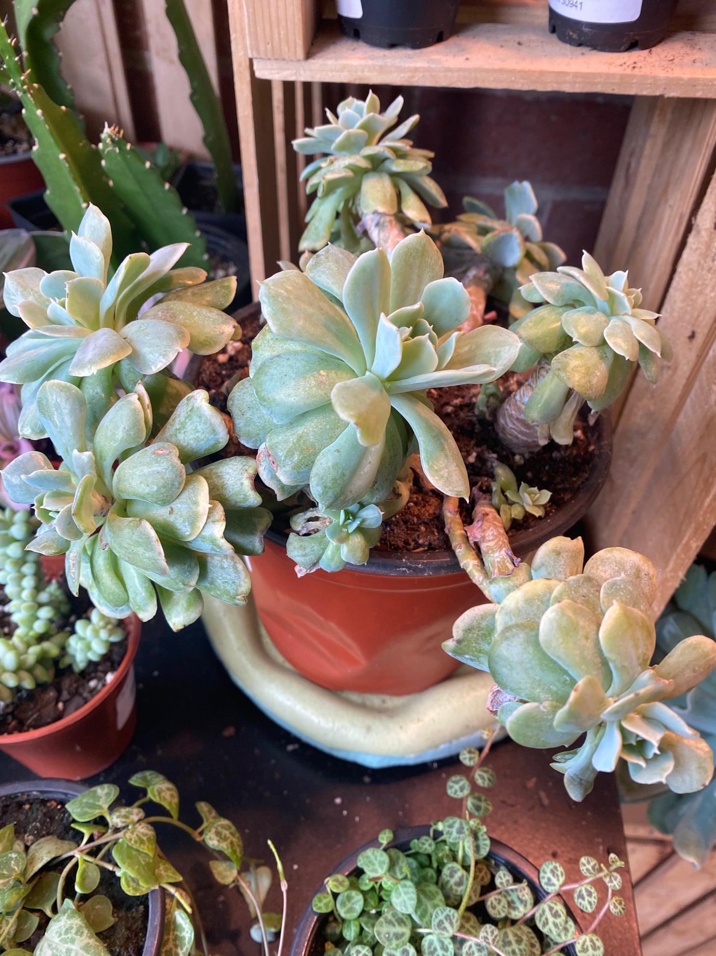 6" Echeveria Runyonii Variegated
