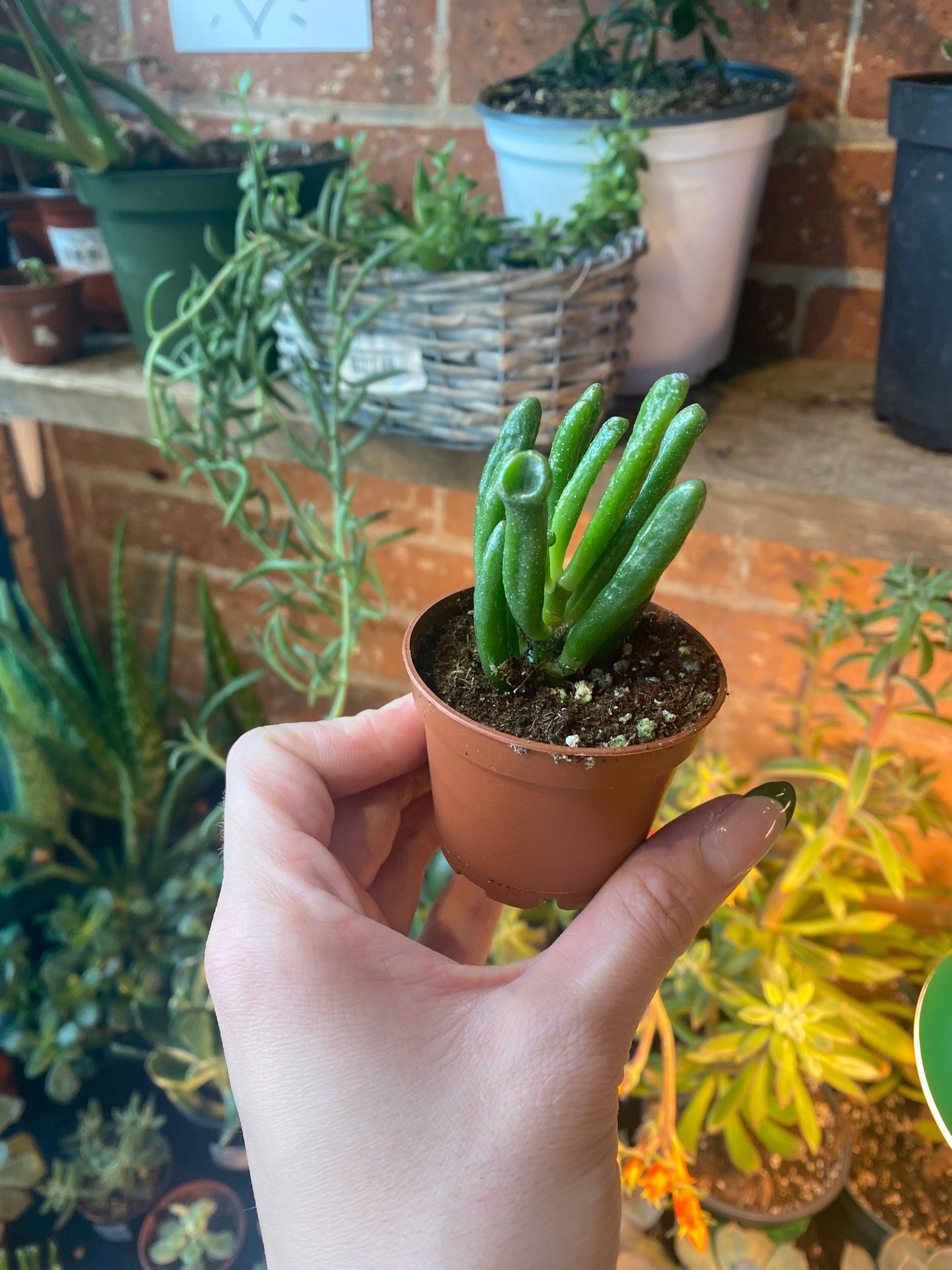 Crassula Ovata "Hobbit Jade"