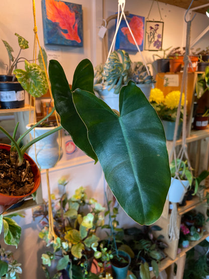 4" Philodendron Burle Marx