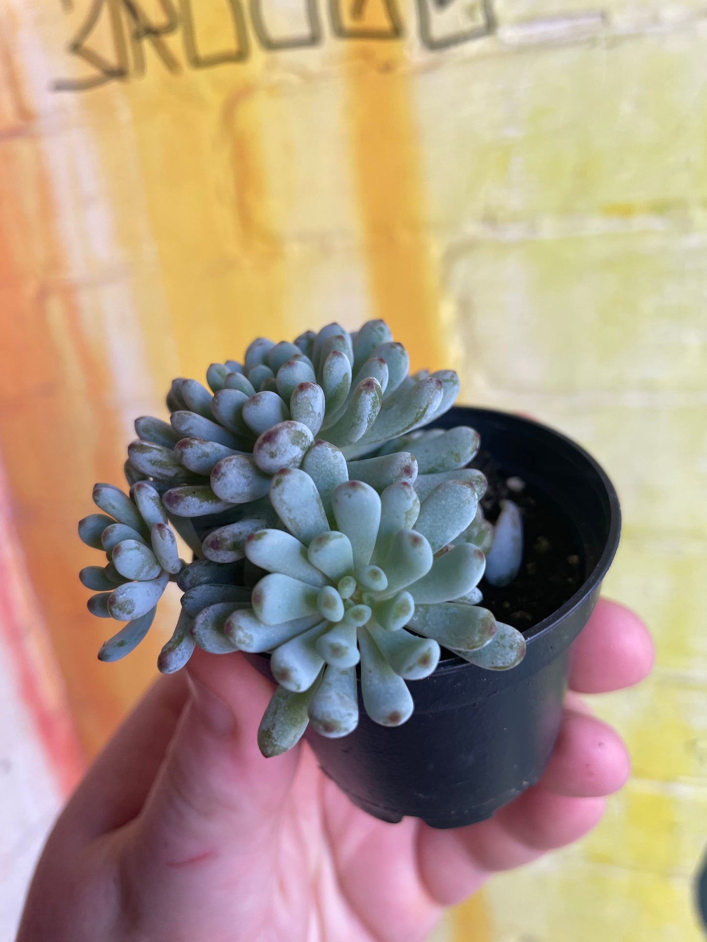 2.5” Graptopetalum Pachyphyllum