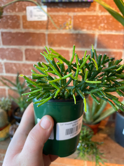 4” Rhipsalis Hatiora Salicorniodes