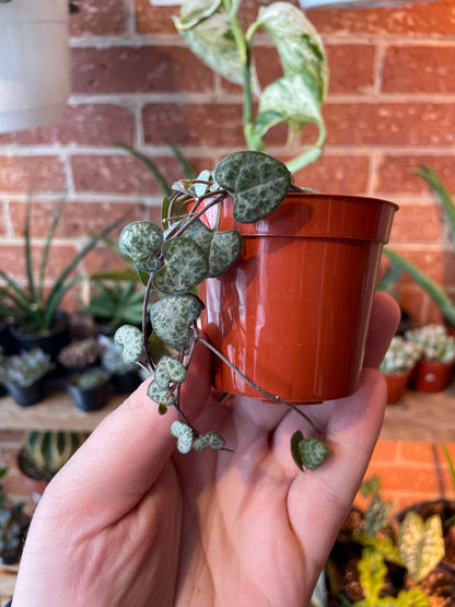 3" String Of Hearts | Ceropegia Woodii