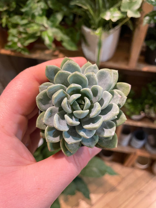 2.5" Echeveria Aurora