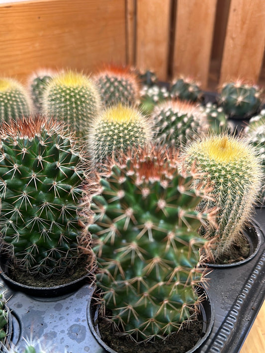 2.5" Cactus | Assorted