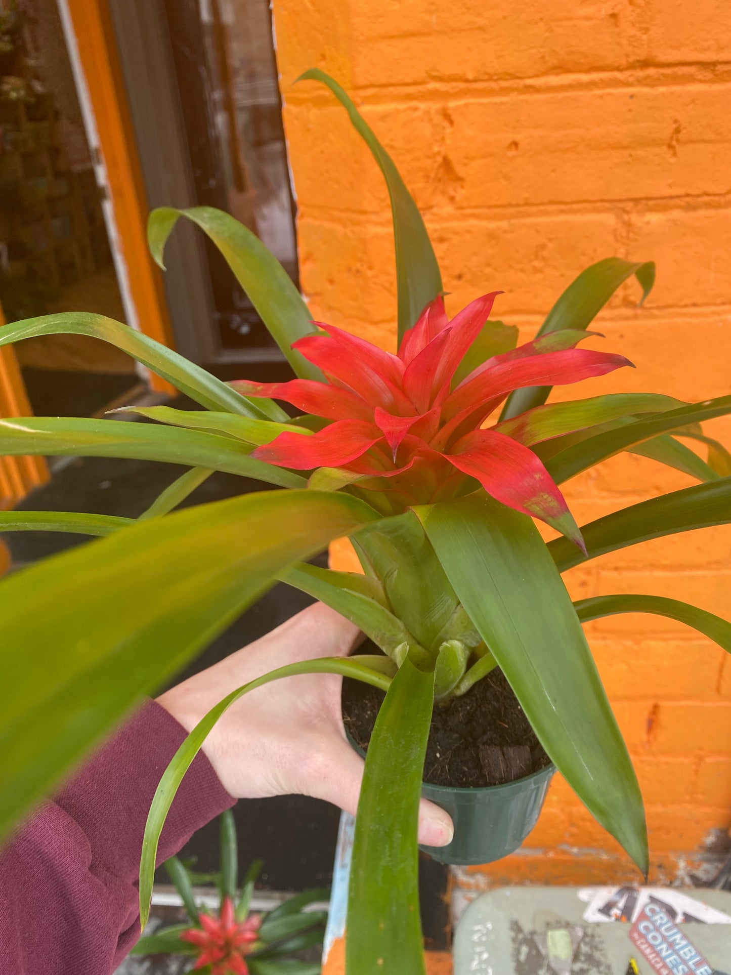 4" Bromeliad Guzmania Pink