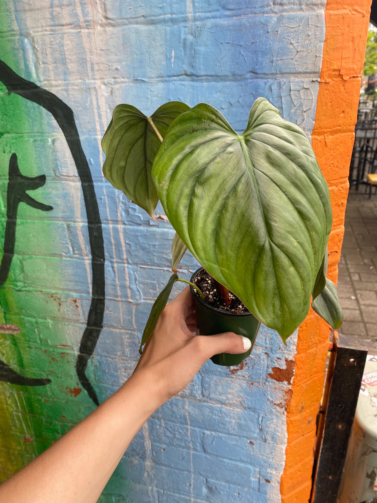 3.5" Philodendron Columbia
