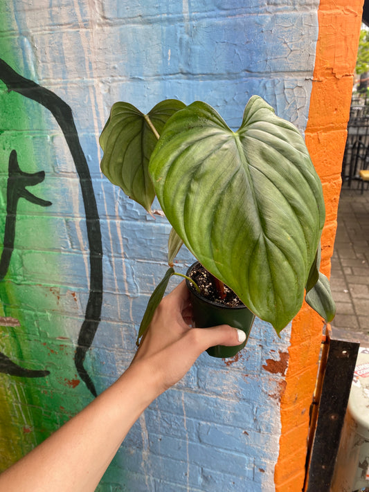 3.5" Philodendron Columbia
