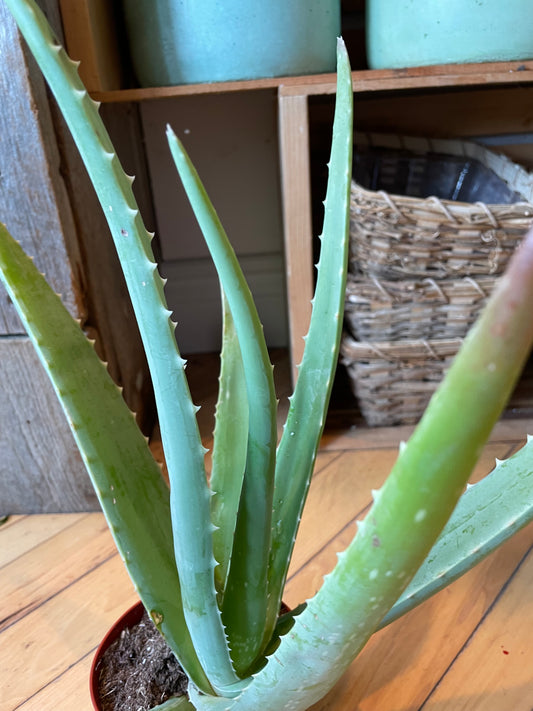 4" Aloe Barbadensis