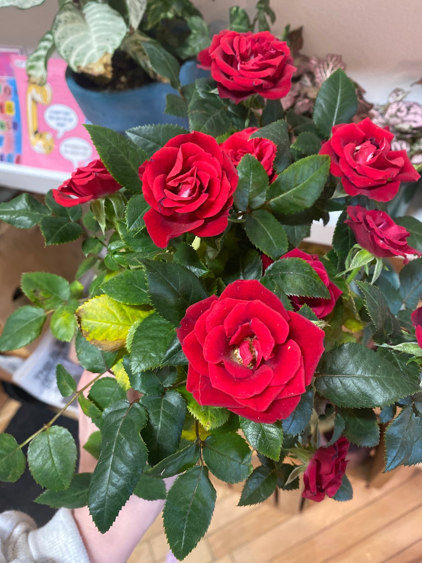 4” Red Mini Rose Bush