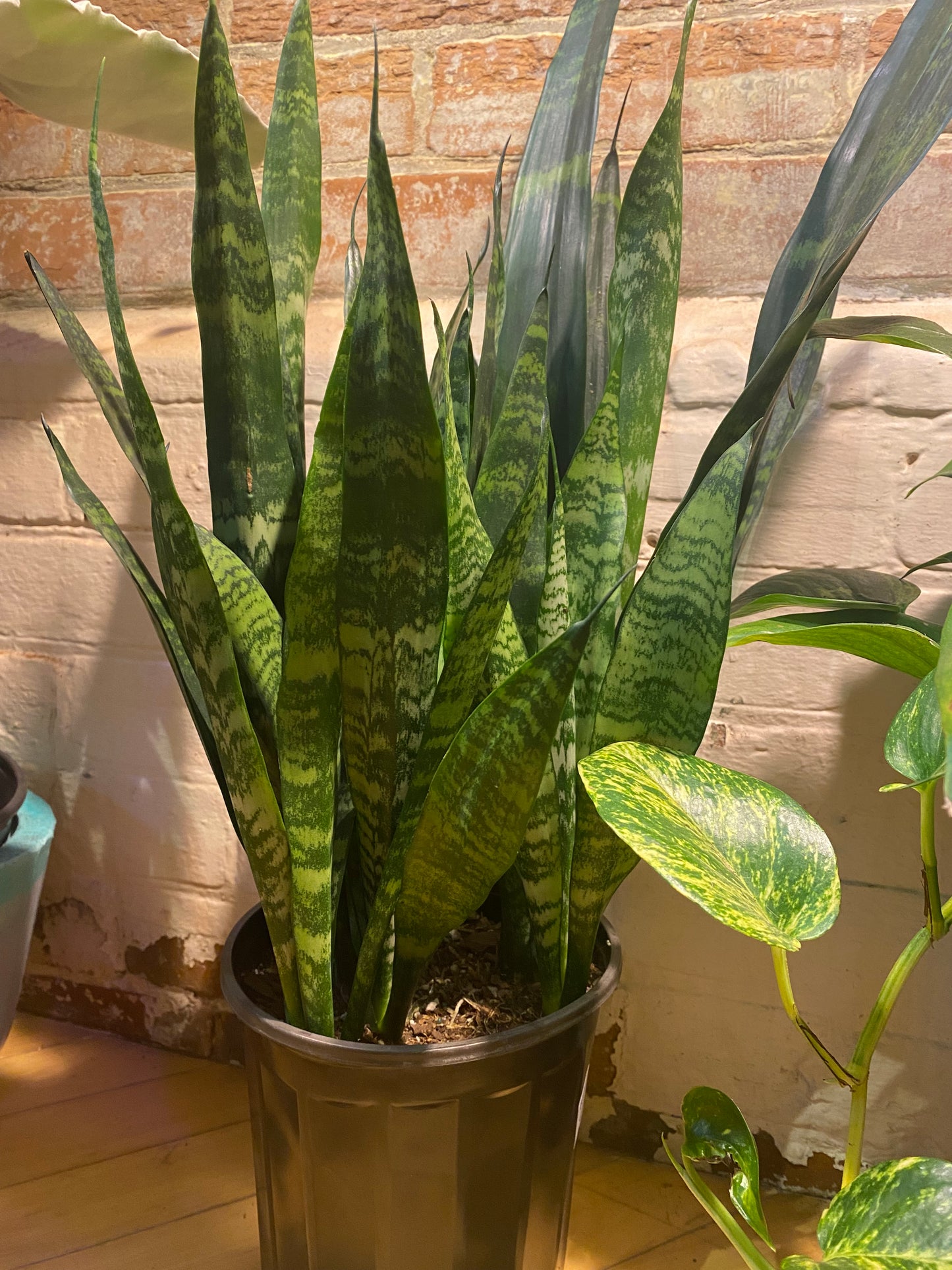 8" Sansevieria Zeylanica