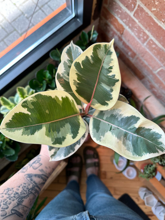 3.5" Ficus Elastica Tineke