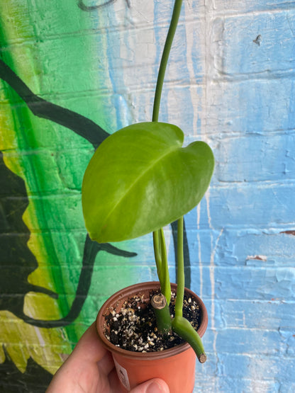 4" Monstera Deliciosa