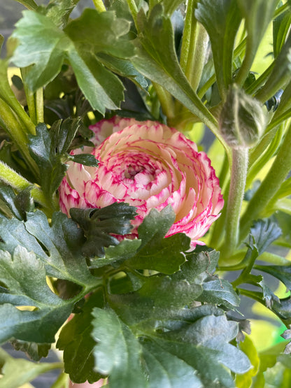 4.5" Ranunculus