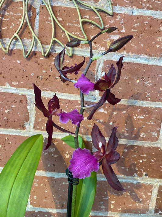 3” Oncidium Orchid