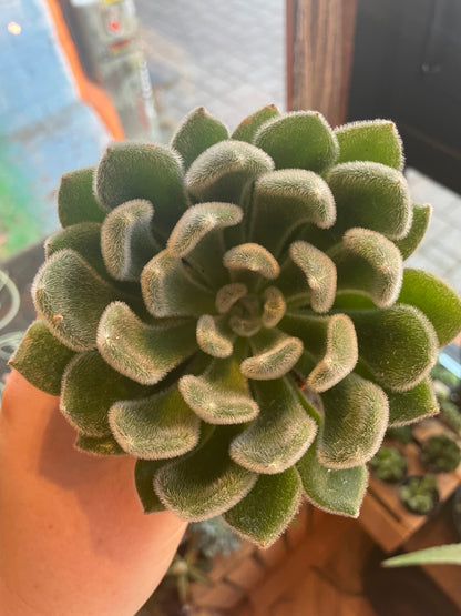 3.5" Echeveria Doris Taylor