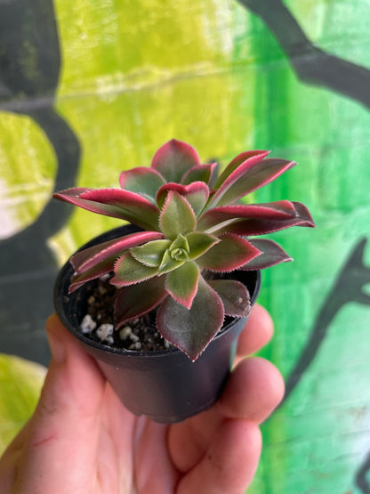 2.5" Aeonium Haworthii Kiwi