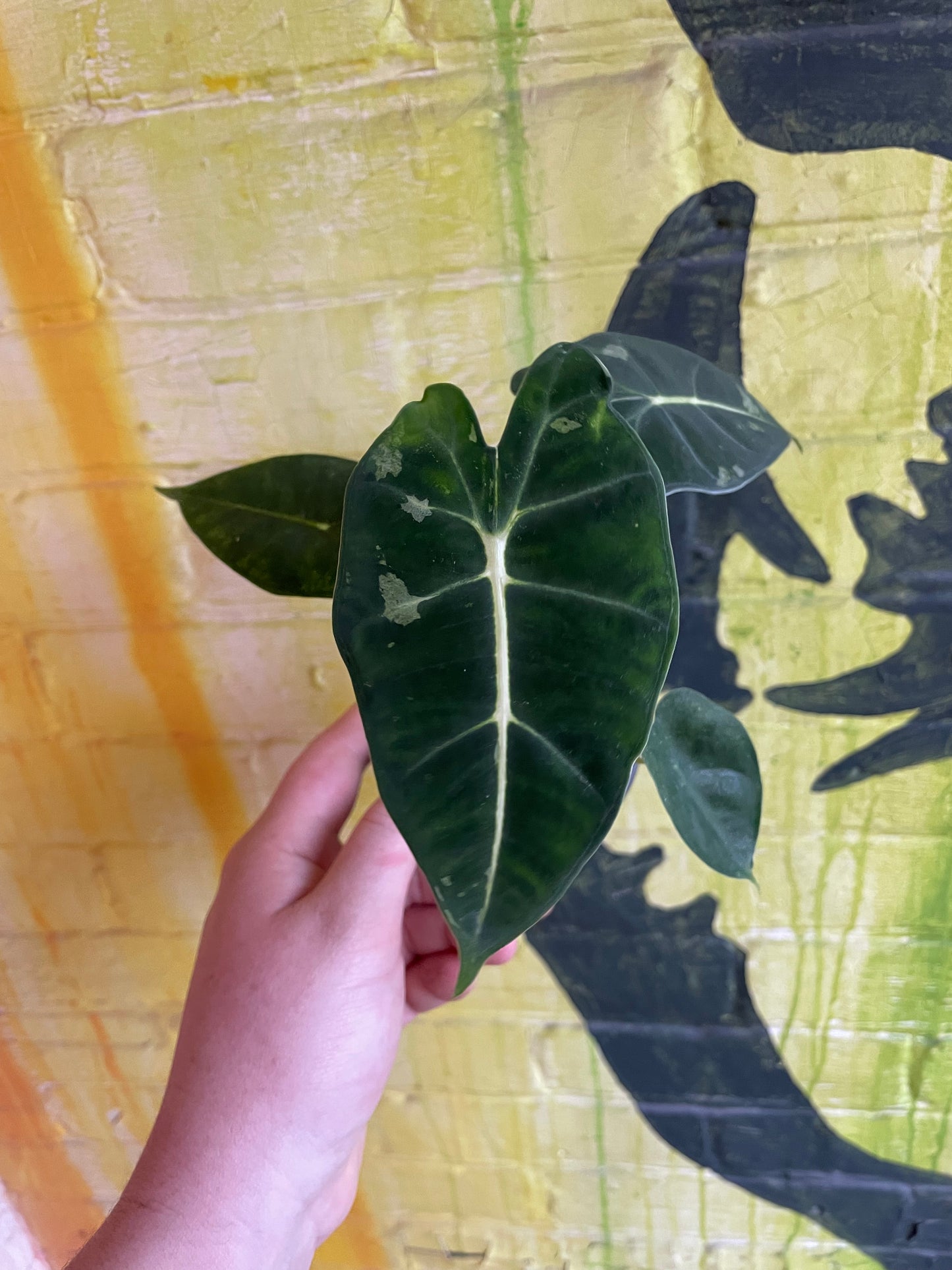 3.5" Alocasia Frydek Sport Variegation