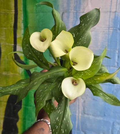 4” Calla Lily
