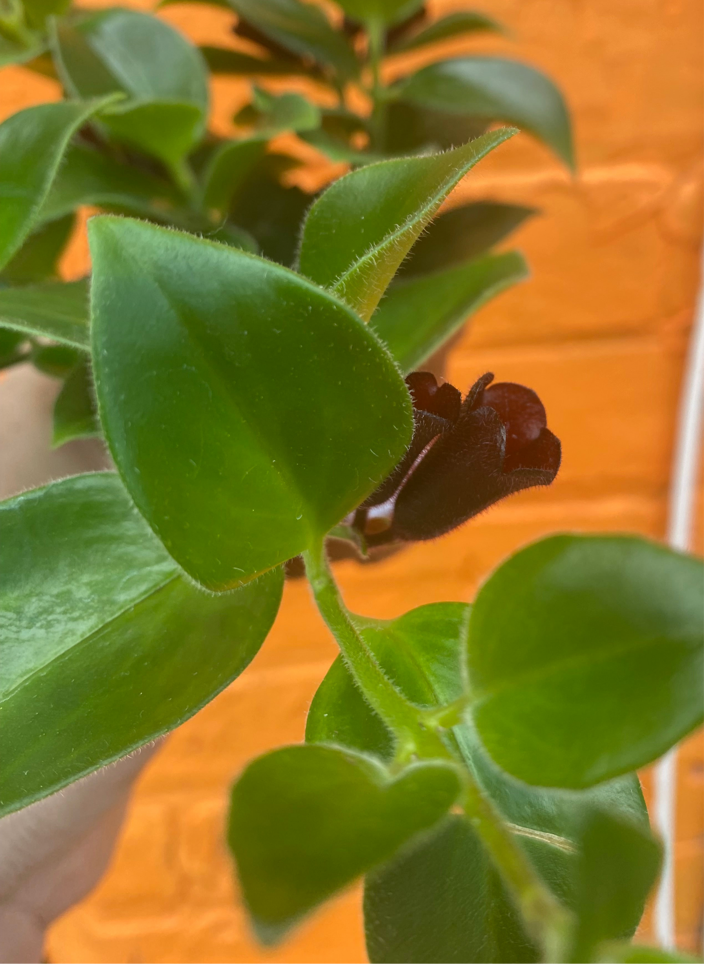 3.5” Aeschynanthus Mona Lisa