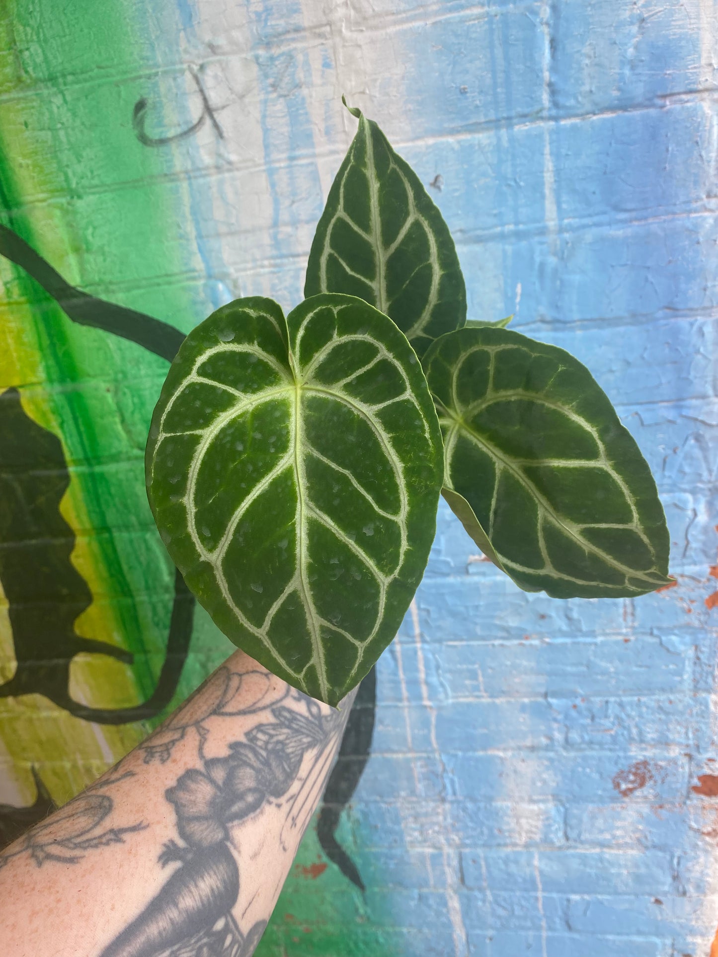 4” Anthurium Crystalinum Turtle