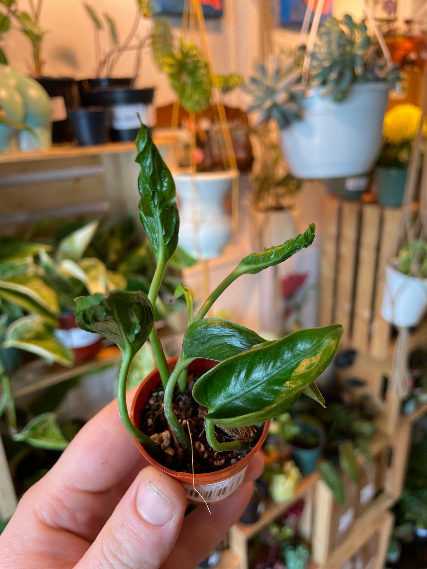 1.5" Pothos Shangri La | Spinach Pothos