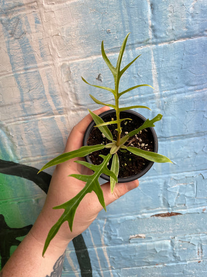 3.5" Philodendron Tortum