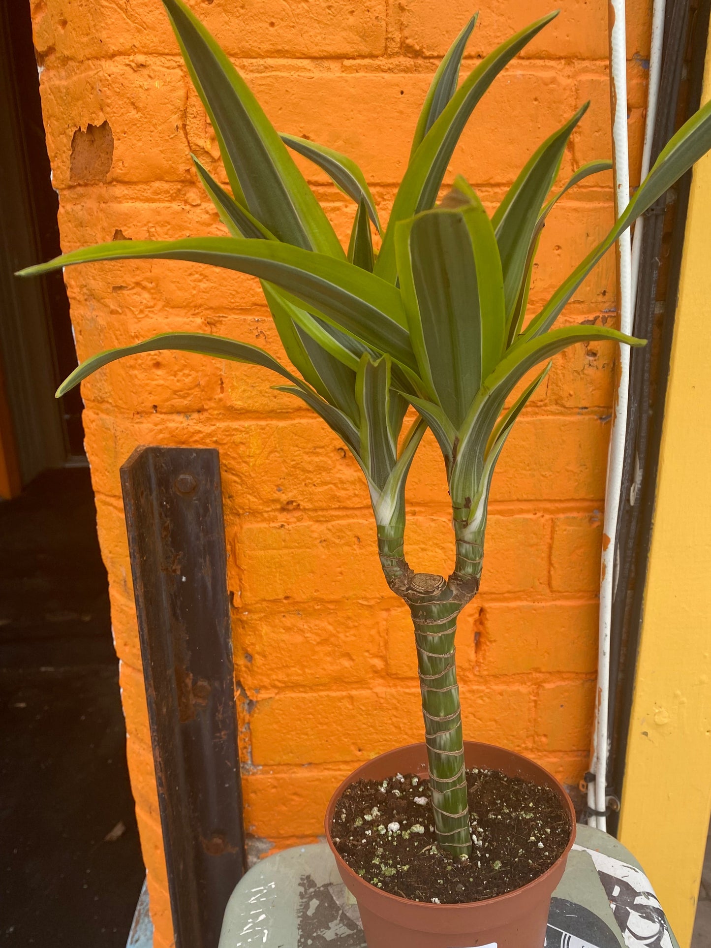5” Dracaena Warneckii Lemon Lime