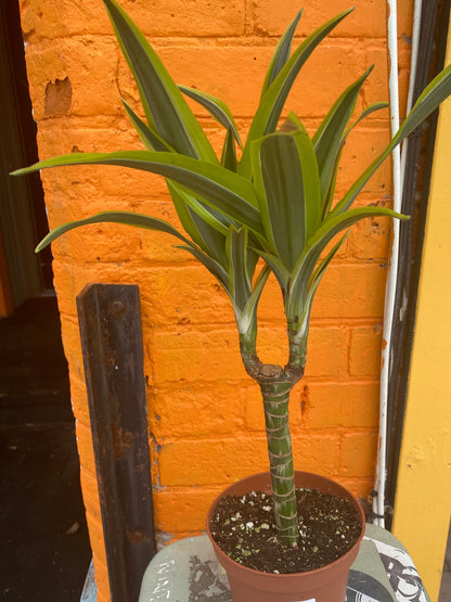 5” Dracaena Warneckii Lemon Lime