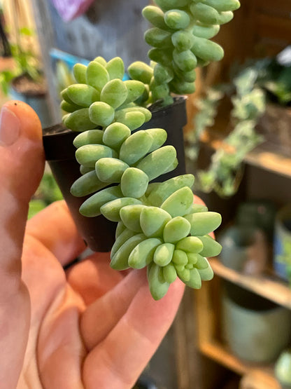 2.5” Sedum Morganium Burrito