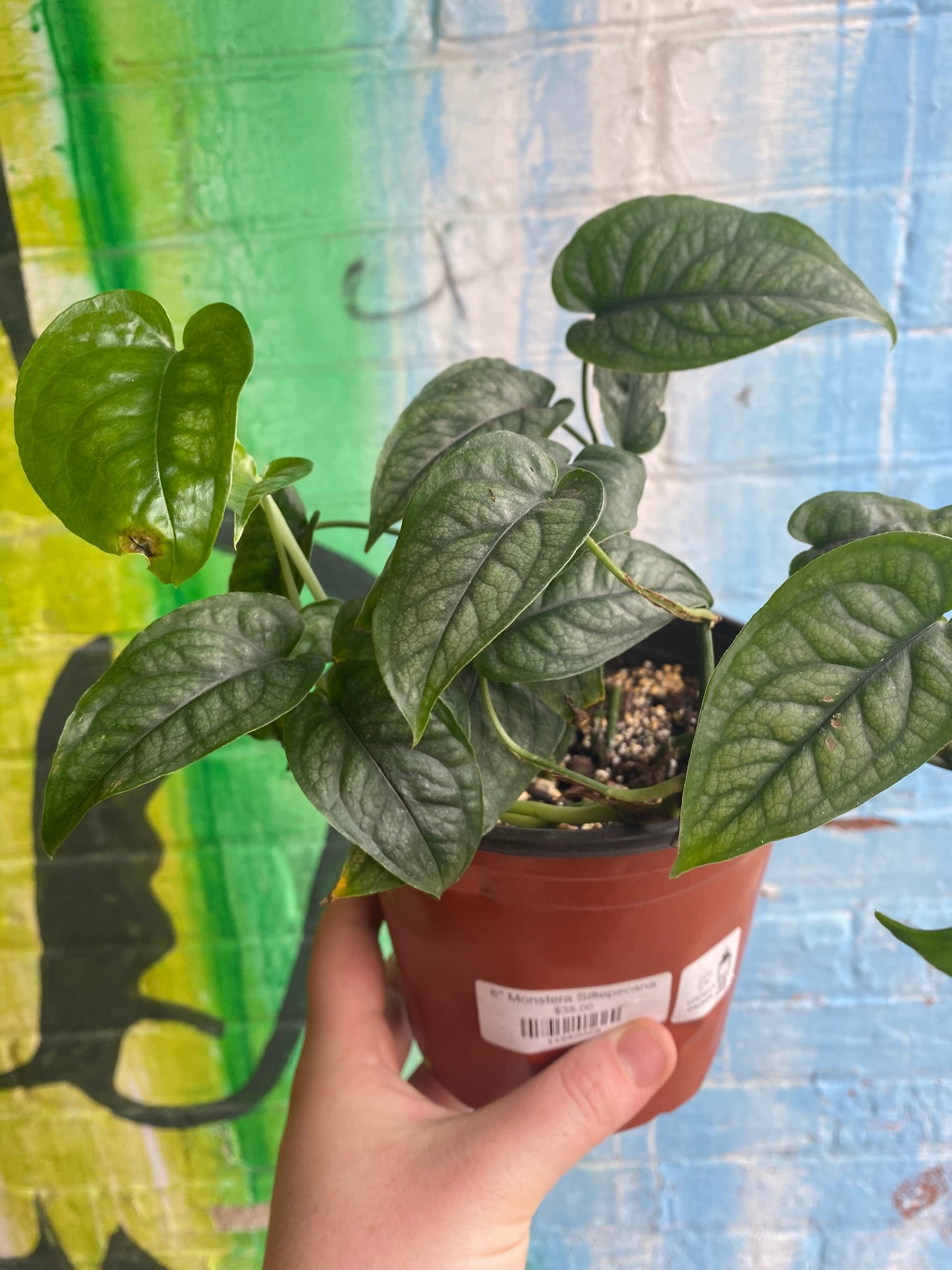 6" Monstera Siltepecana