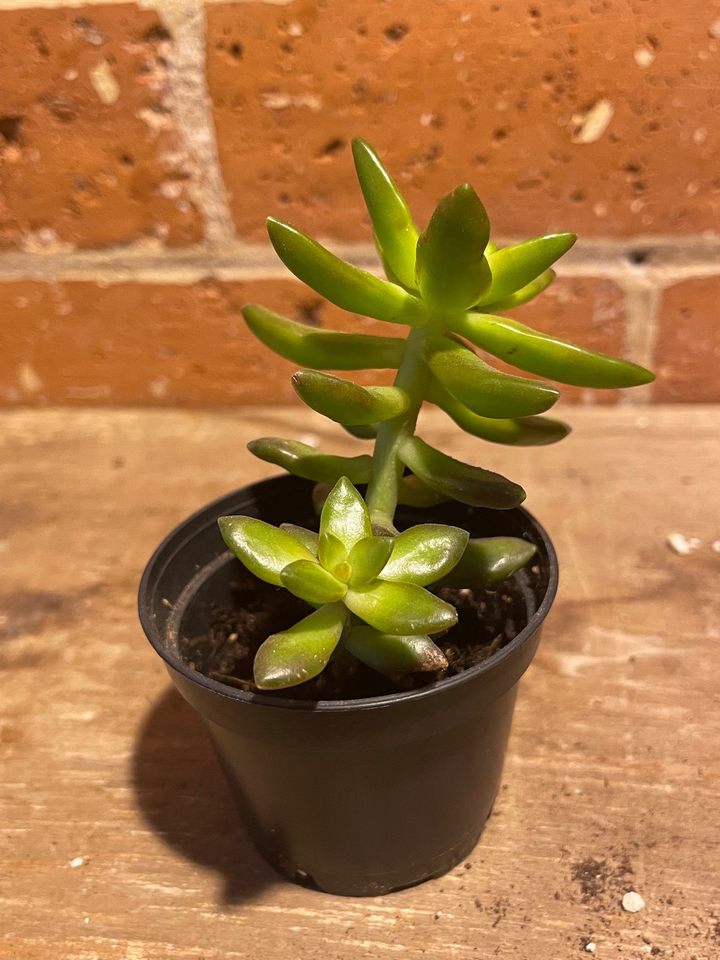 2.5" Sedum Adolphi