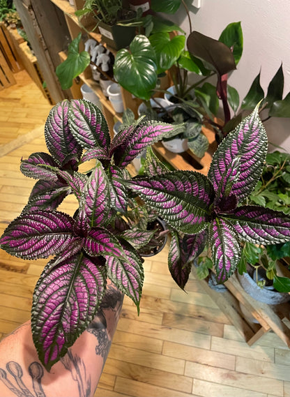 3.5" Persian Shield | Strobilanthes Dyerianus