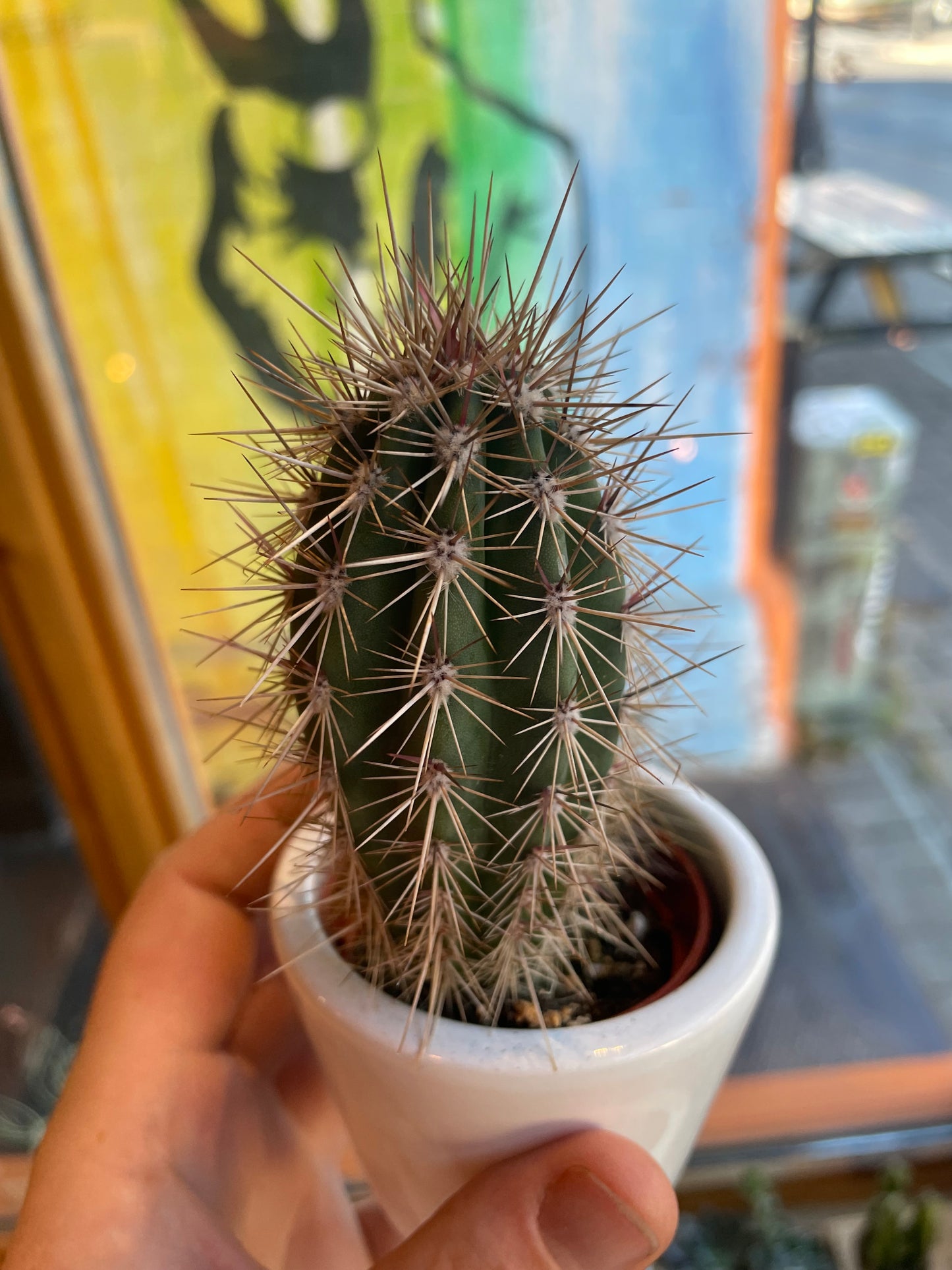 2.5” Echinocereus Cactus