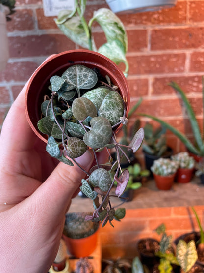 3" String Of Hearts | Ceropegia Woodii