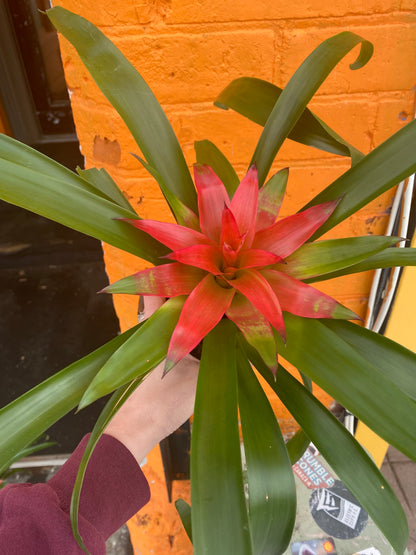 4" Bromeliad Guzmania Pink