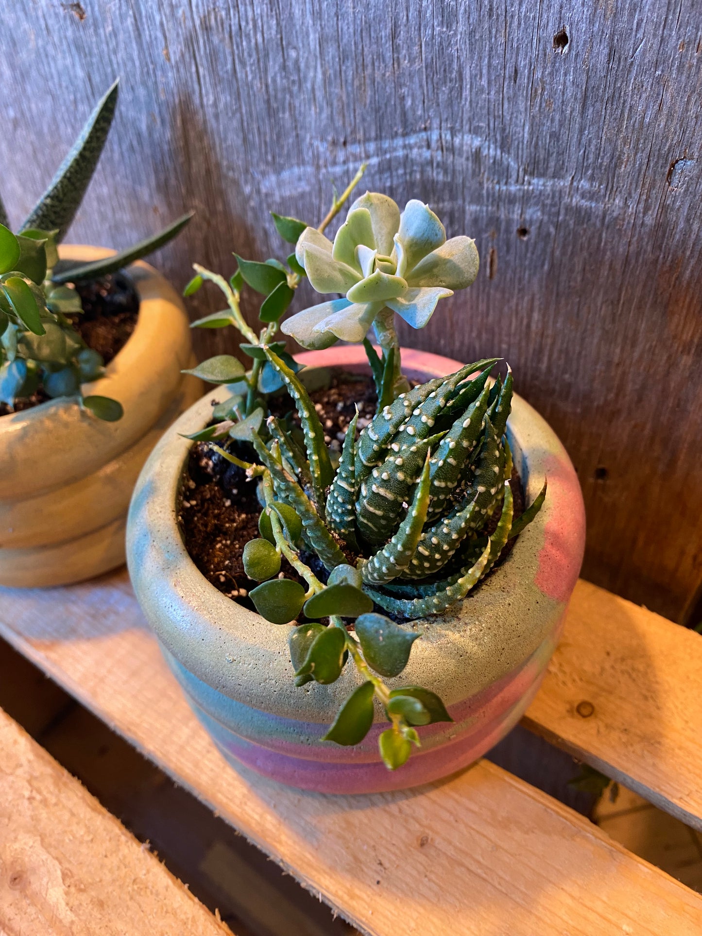 Mini Grab n Go Planter 3.5” Pink and Green