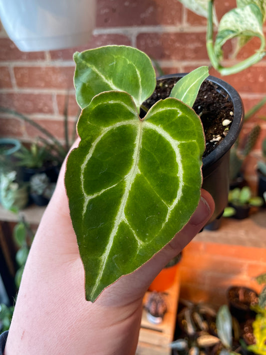 3.5" Anthurium Crystalinum Turtle