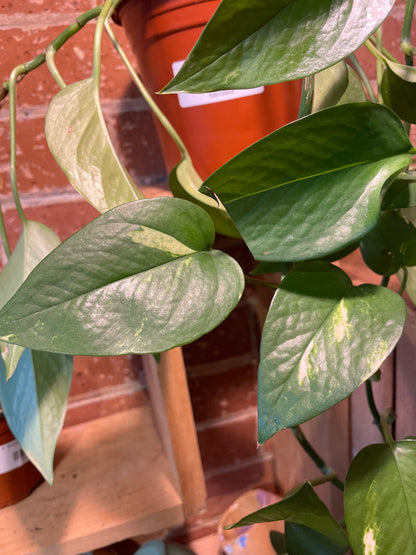 6" Golden Pothos