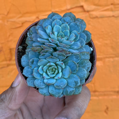 2.5" Echeveria minima