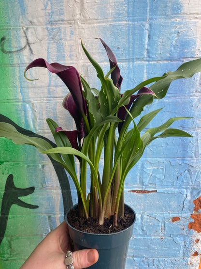 4" Dark Purple Calla Lily