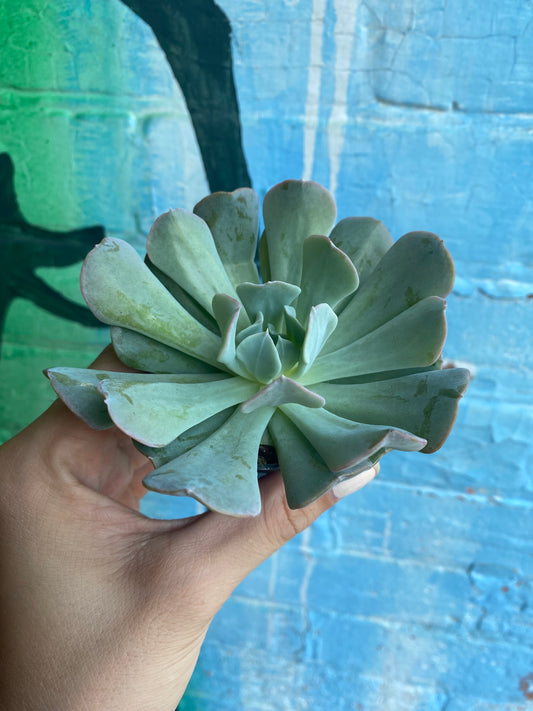 2.5" Echeveria Runyonii