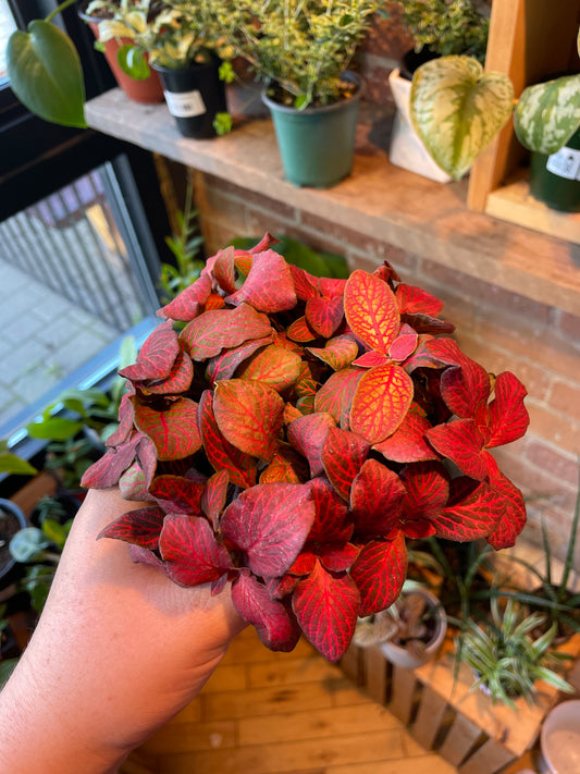 3.5" Fittonia Red Cloud